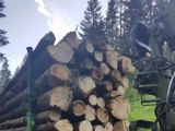Odvoz predaného dreva - máj 2017