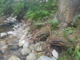 Poškodené stromy po povodni - breh potoka Štiavnica - júl 2017
