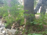 Poškodené stromy po povodni - breh potoka Štiavnica - júl 2017