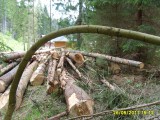 Skládka vyťaženého dreva - máj 2017